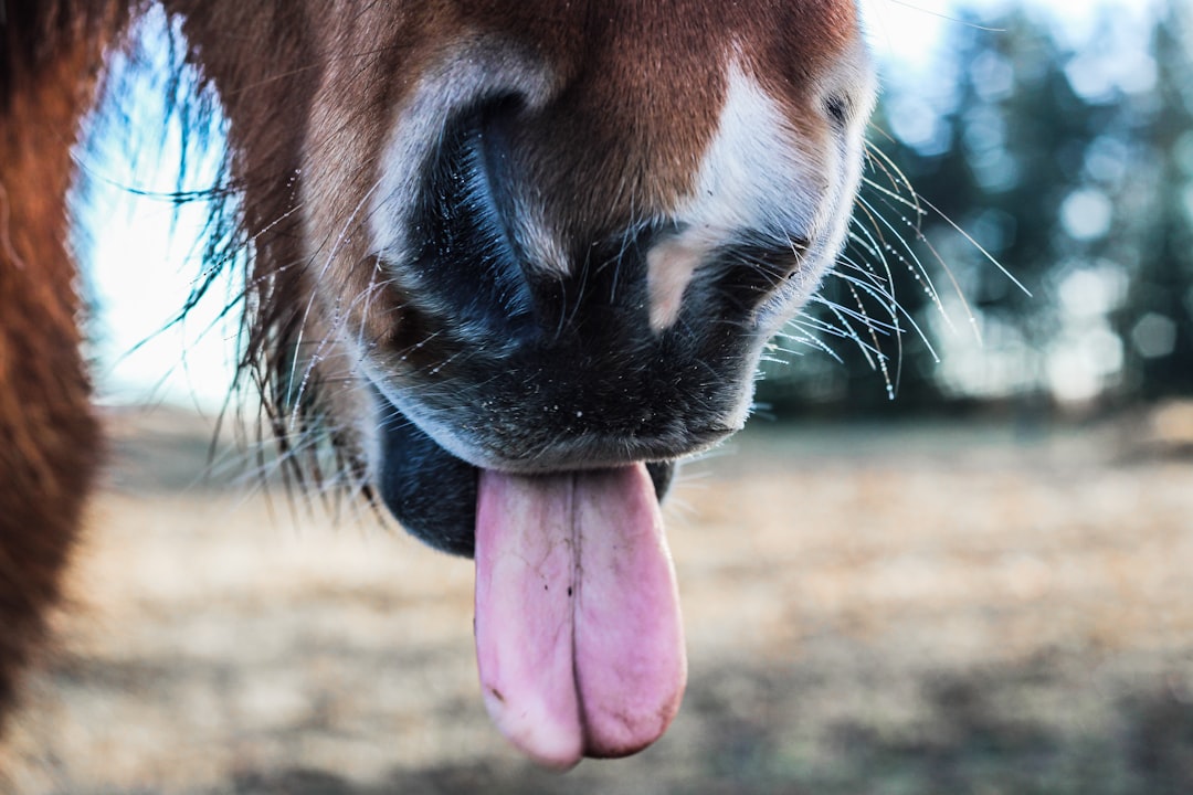 Photo Horse dildo: Equine toy